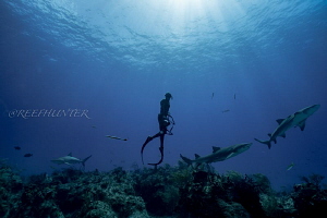 Free diver and sharks by Michael Dornellas 